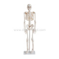 Life-Size Skeleton 85CM Tall